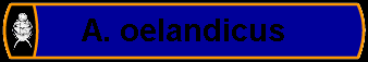 A. oelandicus
