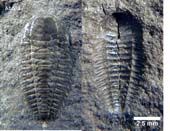 Peltura_scarabaeoides 1