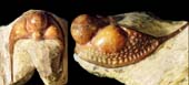Tretaspis sp